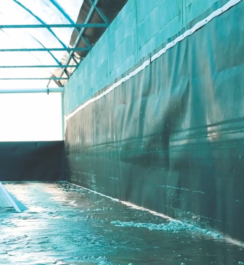 Precría de postlarvas de camarón blanco del Pacífico (Litopenaeus vannamei)