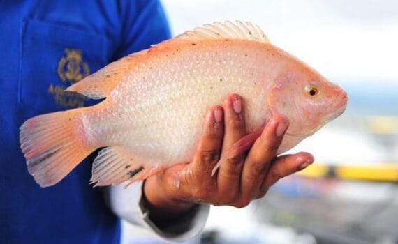 Las autoridades hondureñas recomiendan el cultivo de tilapia en el Corredor Seco del país, amenazado por la sequía