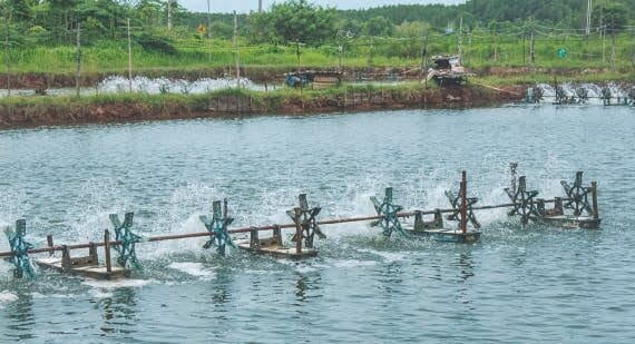 Simbióticos y acuamimetismo