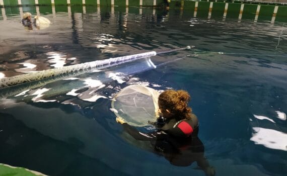 El Instituto Español de Oceanografía consigue por primera vez a nivel mundial la reproducción del atún rojo en instalaciones en tierra
