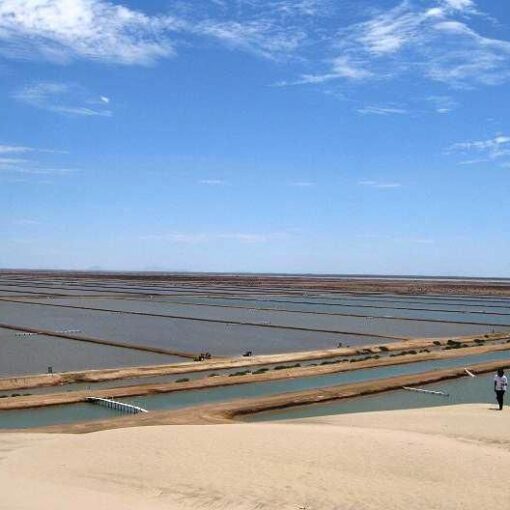 Capacidad de GPC8TM como potente desinfectante contra Vibrio parahaemolyticus en el cultivo del camarón blanco del Pacífico (Penaeus vannamei)