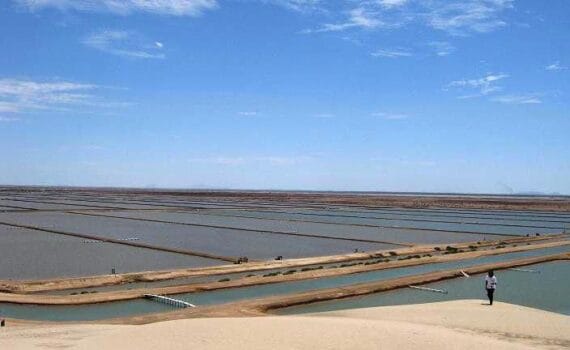 Capacidad de GPC8TM como potente desinfectante contra Vibrio parahaemolyticus en el cultivo del camarón blanco del Pacífico (Penaeus vannamei)