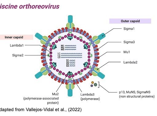 Un grupo de investigadores chilenos descubre secuencias genómicas únicas de la variante PRV-3 de Piscine orthoreovirus en salmón Coho con síndrome ictérico