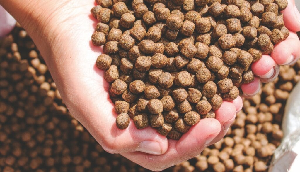 Efecto de la sustitución de harina de 
subproductos avícolas por harina de 
subproductos bovinos en el 
rendimiento global 
del Litopenaeus vannamei