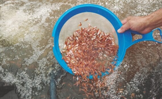 Aplicación de la tecnología simbiótica Bioaquafloc en hatcheries de tilapia