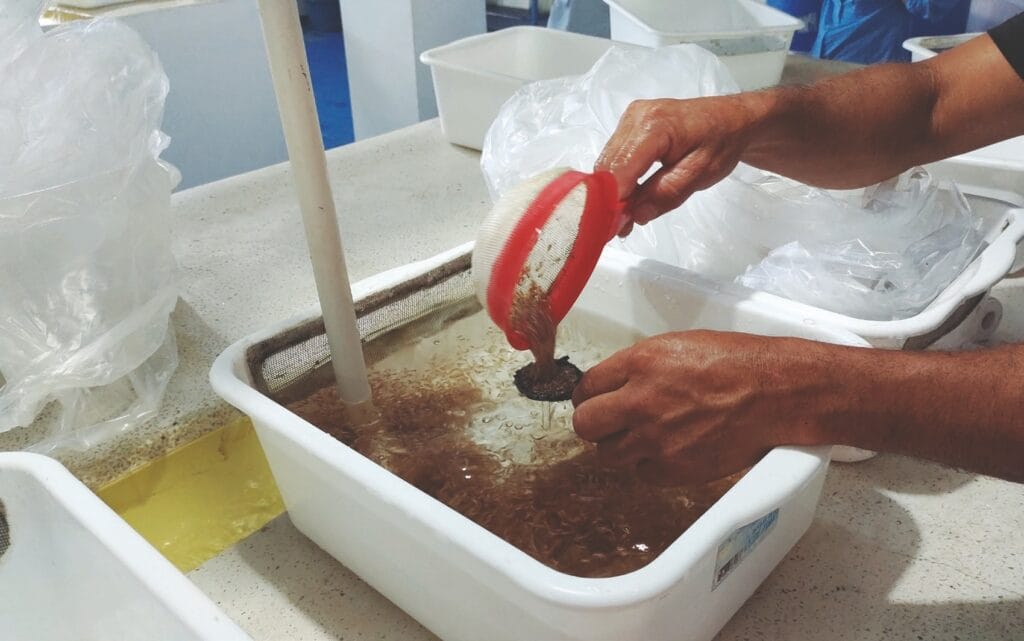 Aplicación de la tecnología simbiótica Bioaquafloc en hatcheries de tilapia