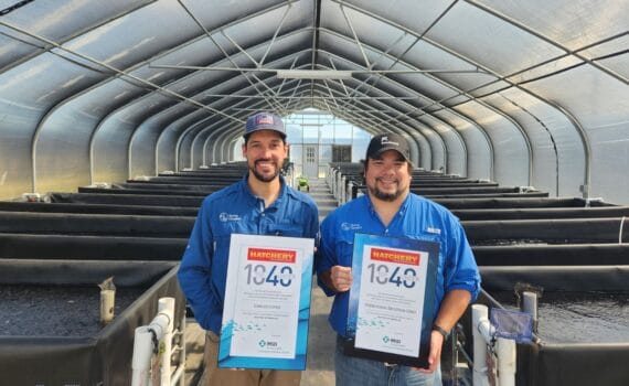 El equipo de gerencia de Spring Genetics completa una compra de gestión de Benchmark Holdings plc y establece una asociación con Benchmark para el desarrollo continuo de su programa de cría selectiva de tilapia.