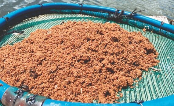 Fermentación microbiana para la elaboración de alimento predigerido en acuicultura