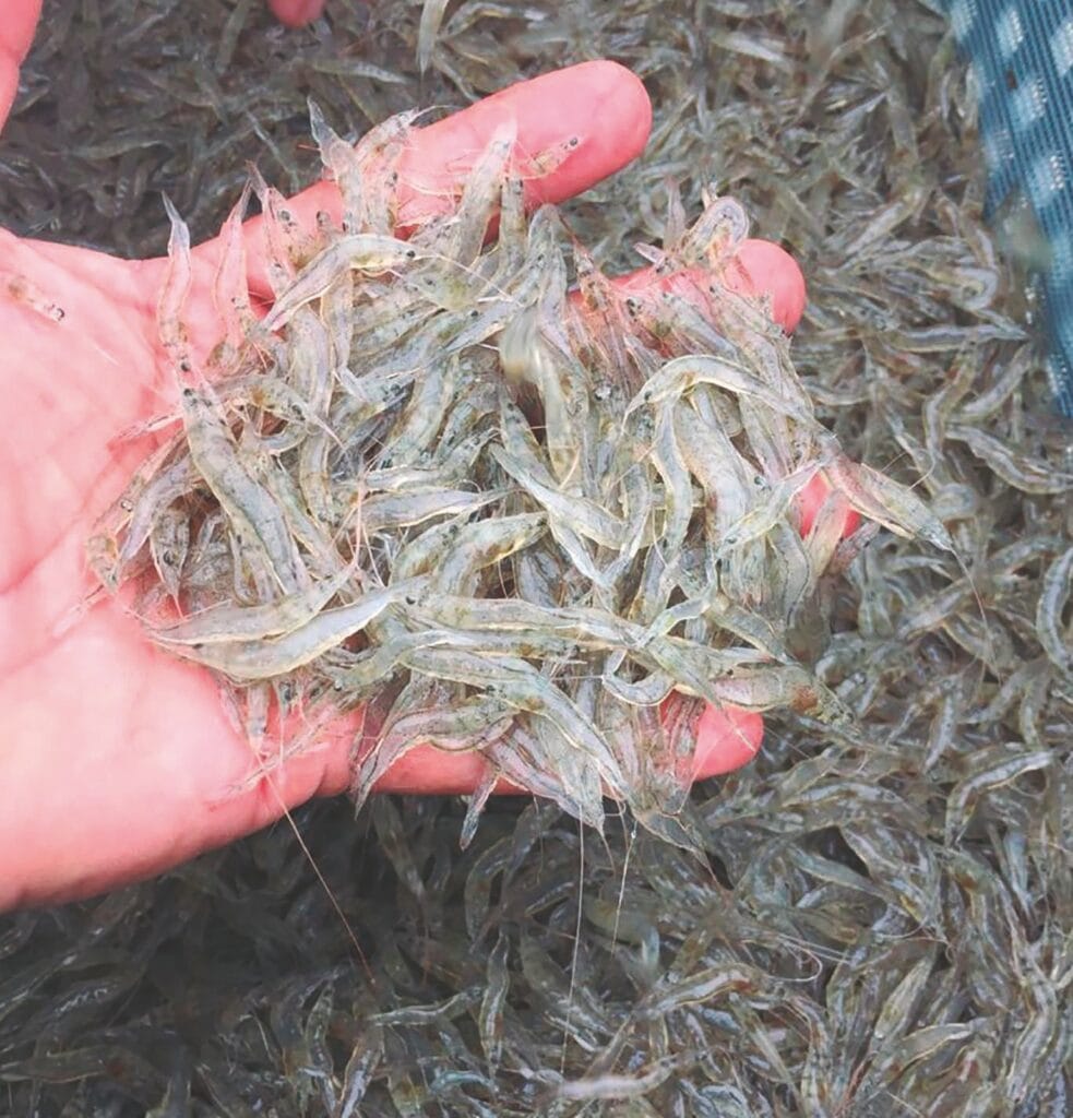 La importancia de una correcta alimentación en las etapas juveniles del cultivo de camarón