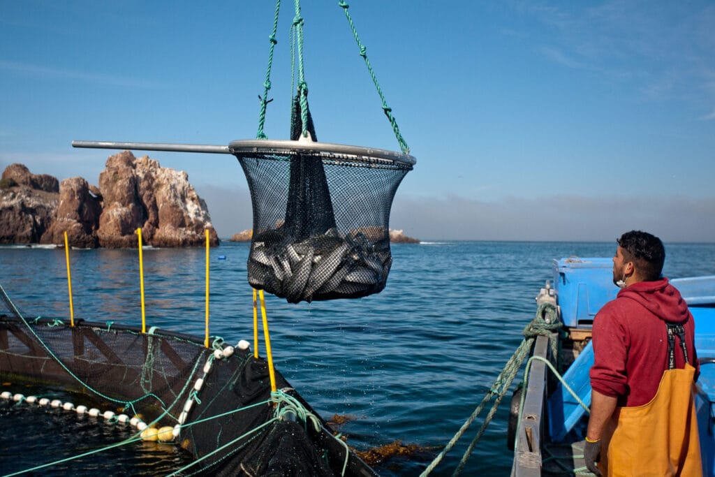 La mexicana Pacífico Aquaculture consigue nuevas inversiones que le aseguran la expansión de su producción sostenible