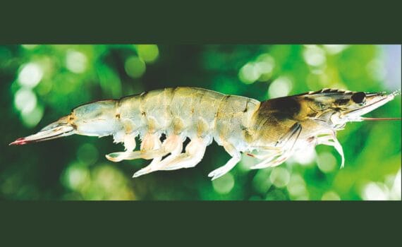 Prevenir las infecciones por Vibrio