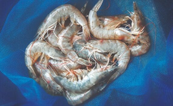 Señalización de detección de nutrientes y respuestas metabólicas en el camarón Litopenaeus vannamei en condiciones de estrés agudo por amoníaco
