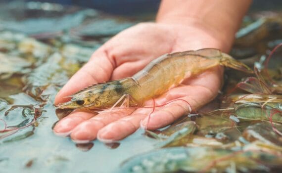 Características genómicas y evolutivas de nueve cepas de Vibrio parahaemolyticus AHPND-positivas identificadas en granjas de camarones sudamericanas