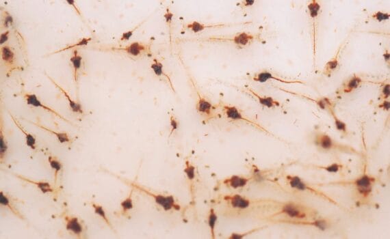 Efecto de los HUFA en Artemia enriquecida sobre el índice de crecimiento, el contenido bioquímico y de ácidos grasos, y las características hepatopancreáticas de postlarvas de Penaeus vannamei de un criadero comercial de camarones en Santa Elena, Ecuador
