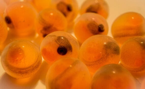 La empresa española Ovapisicis continúa su expansión en el mercado de la trucha arcoíris con la compra de una nueva granja