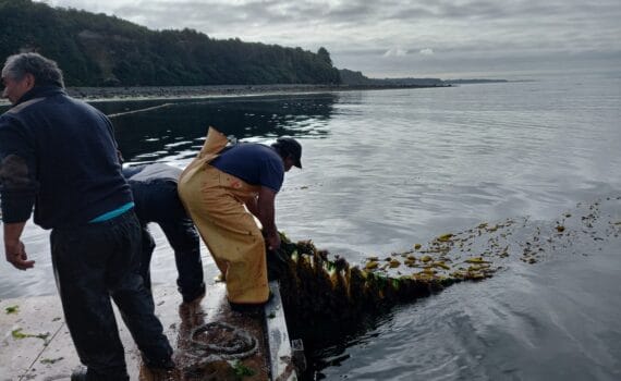 La agencia chilena Corfo adjudica un nuevo programa tecnológico para el desarrollo del alga huiro flotador con un presupuesto de más de USD 5.47 millones