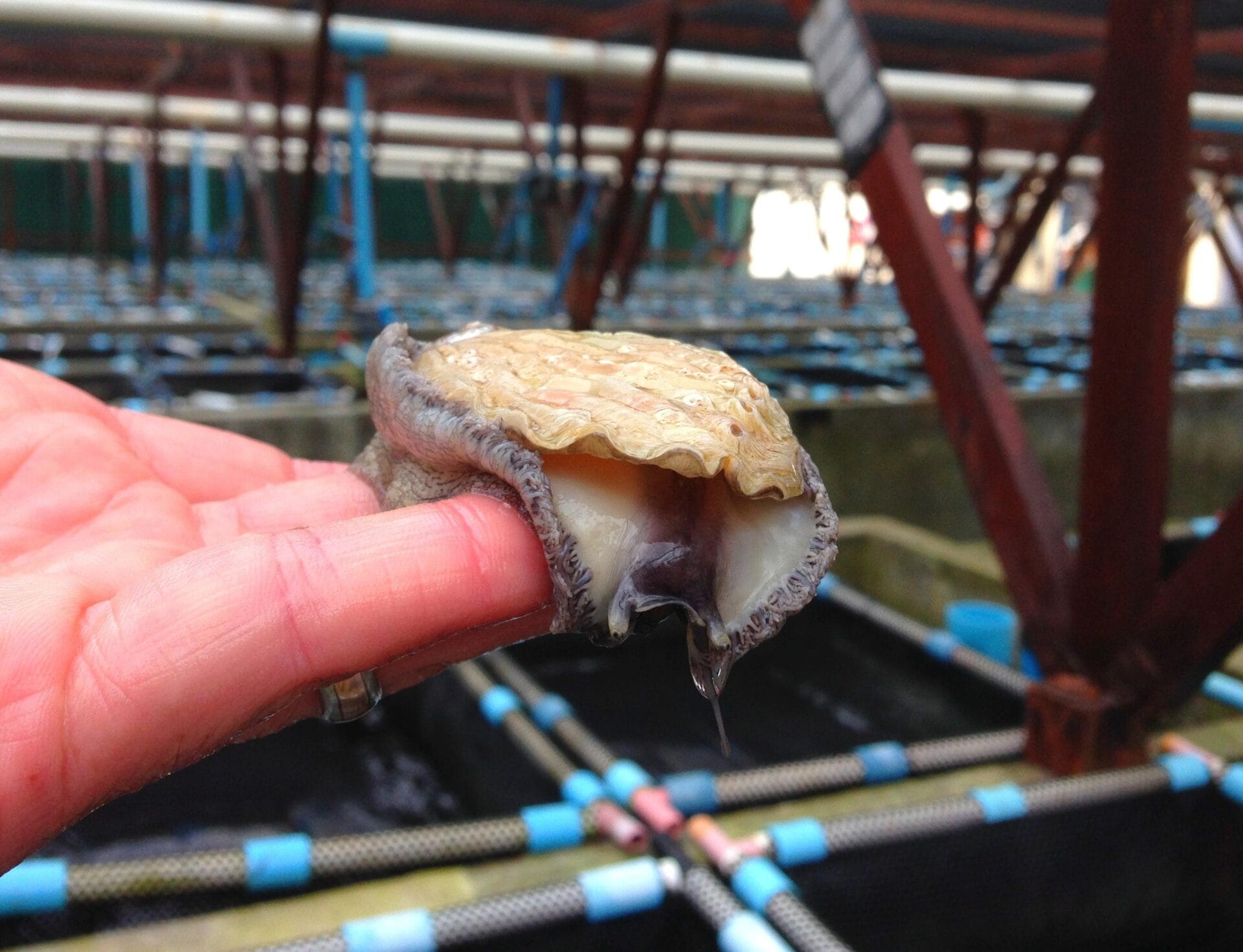Harina de subproductos de pollo como sustituto de la harina de pescado en el alimento de juveniles de abulón (Haliotis discus hannai Ino 1952)