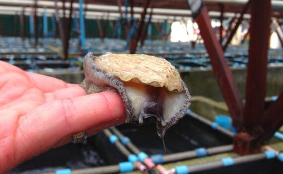 Harina de subproductos de pollo como sustituto de la harina de pescado en el alimento de juveniles de abulón (Haliotis discus hannai Ino 1952)