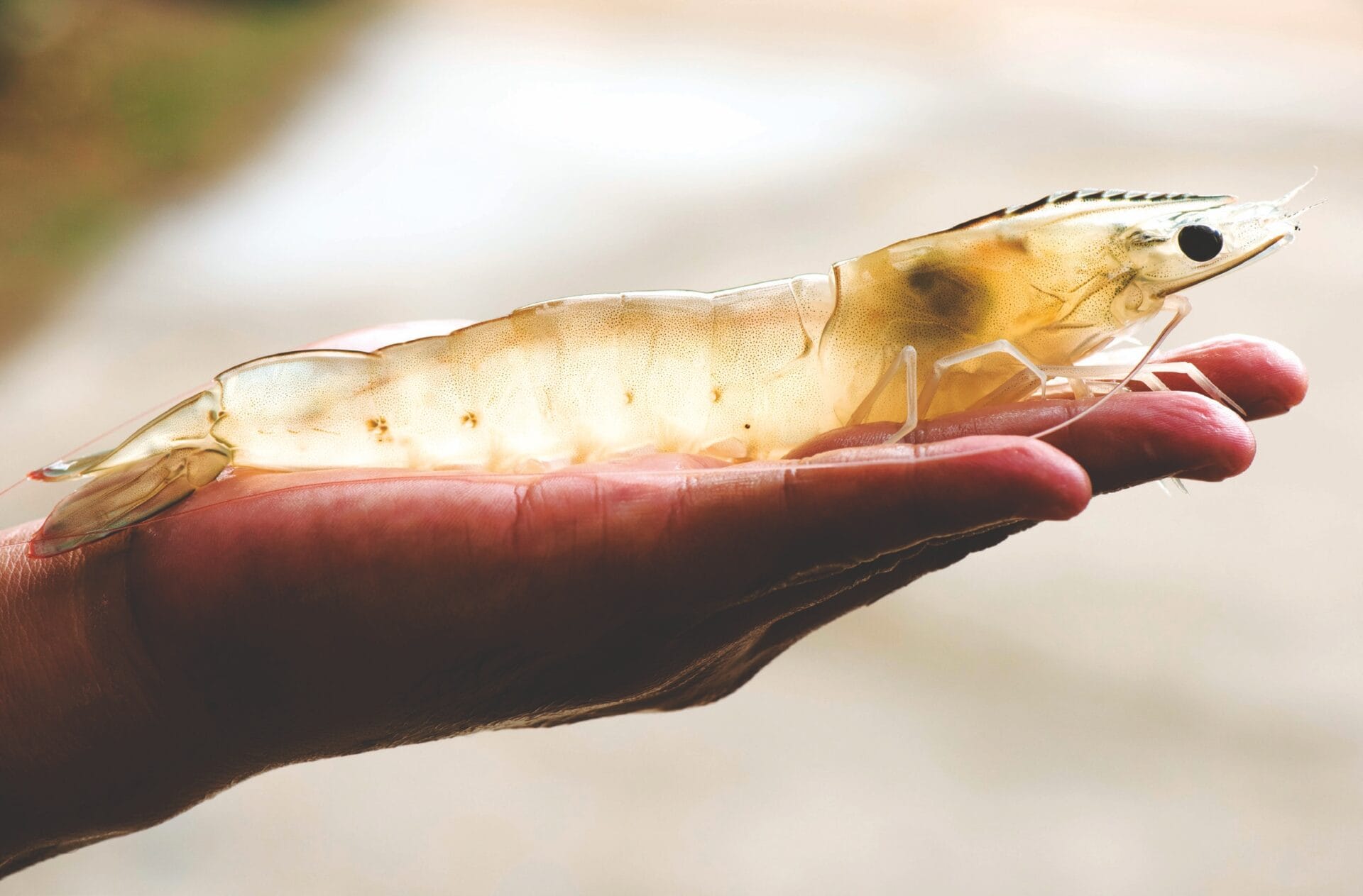 Influencia de la restricción alimenticia inducida en el crecimiento compensatorio, la composición corporal y la eficiencia económica del camarón blanco del Pacífico Penaeus vannamei
