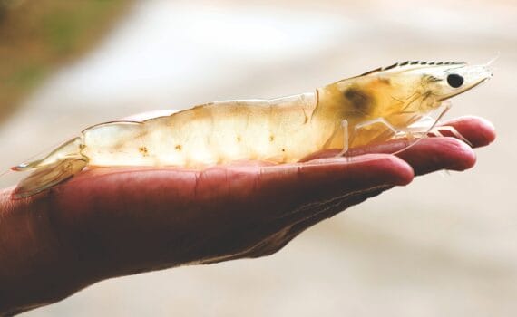 Influencia de la restricción alimenticia inducida en el crecimiento compensatorio, la composición corporal y la eficiencia económica del camarón blanco del Pacífico Penaeus vannamei