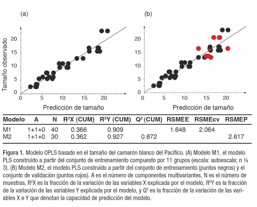 Enfoque metabolómico para determinar la importancia del tamaño del recuento en camarones peneidos comerciales: camarón blanco del Pacífico (Litopenaeus vannamei) y camarón tigre (Penaeus monodon)