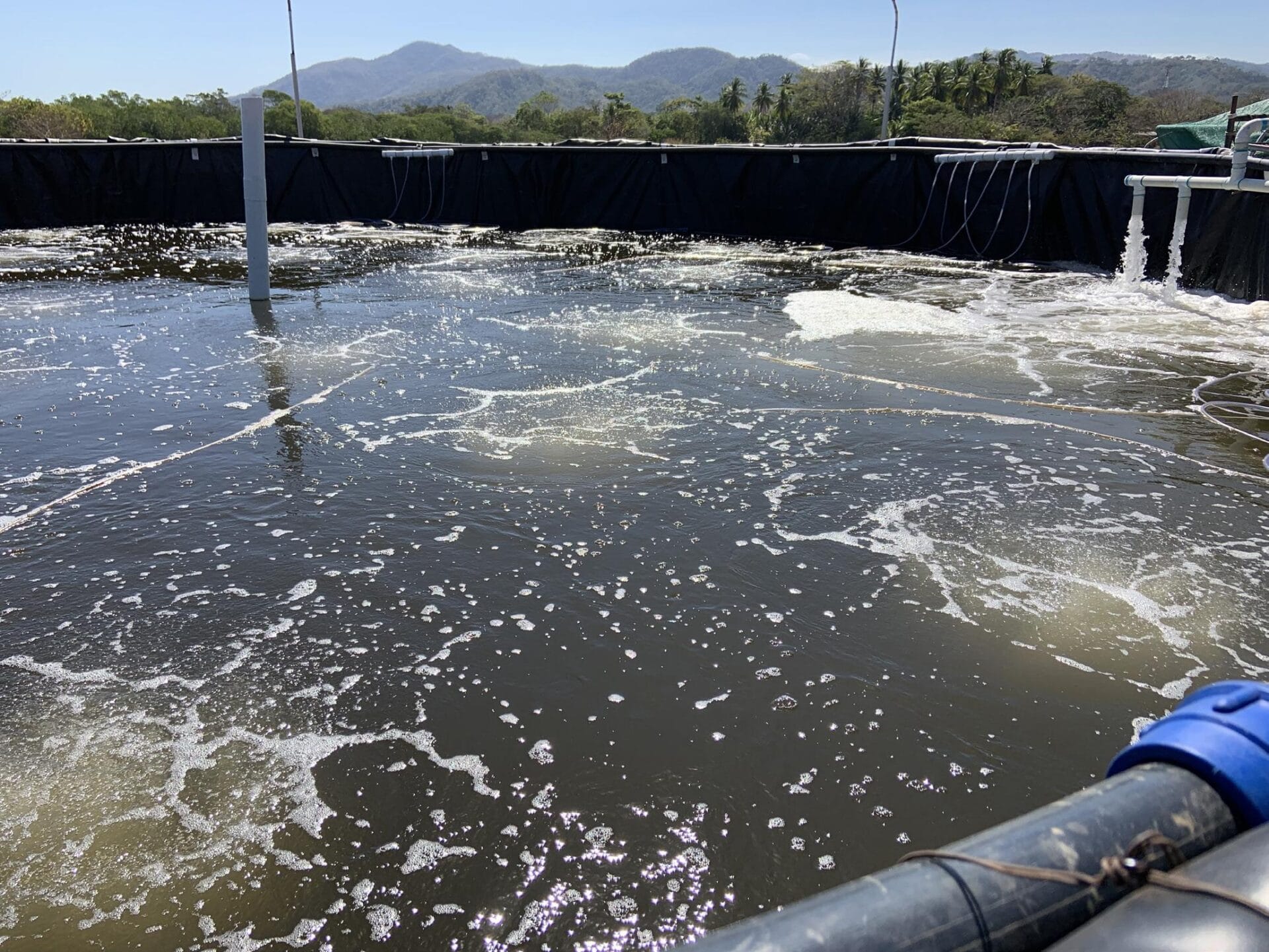 Maduración del agua con tecnología simbiótica: clave del éxito productivo