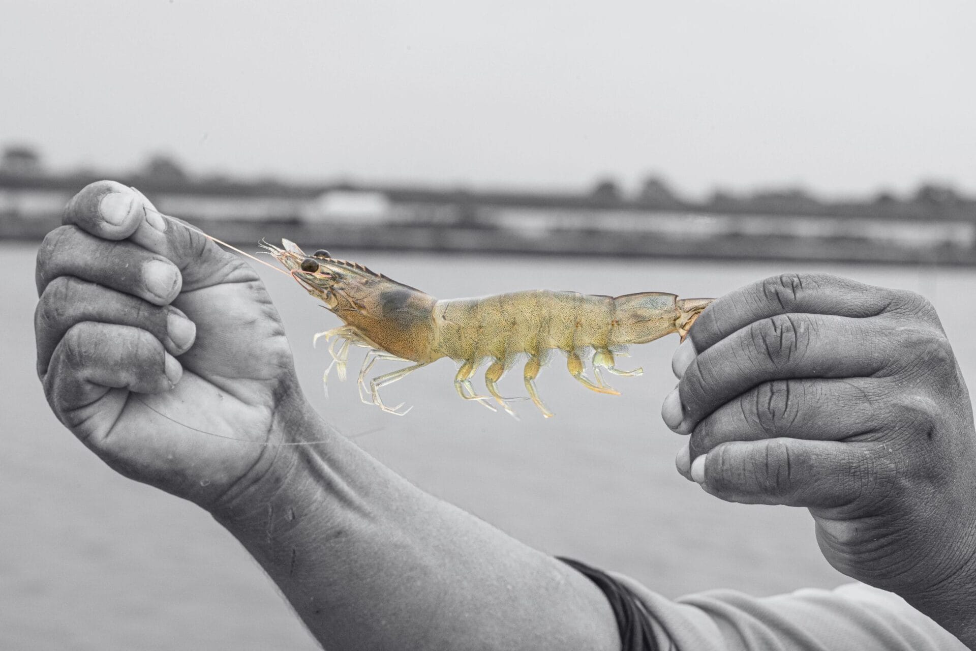 La organización ecuatoriana Sustainable Shrimp Partnership cumple seis años de vida