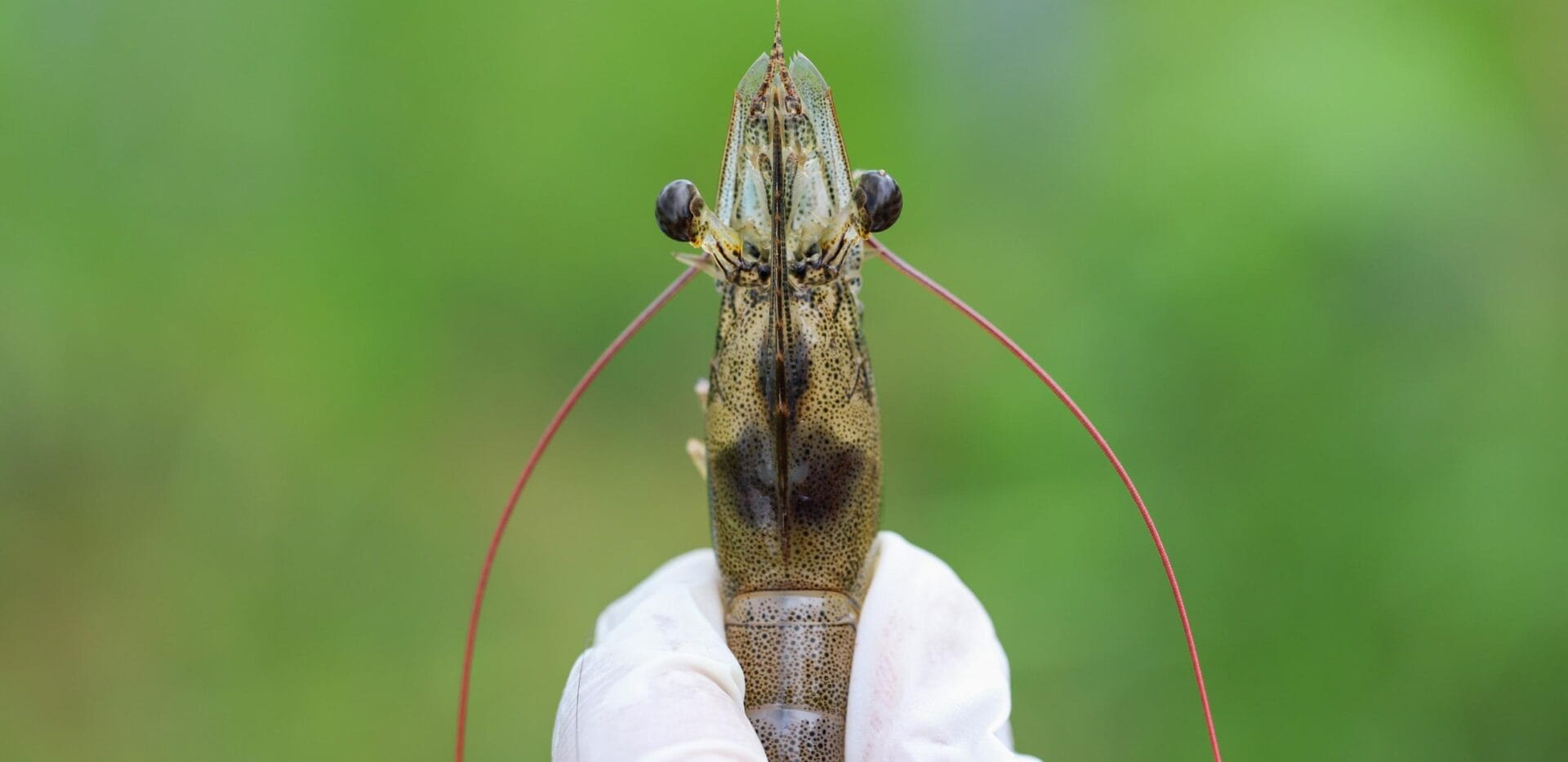 Manejo de laboratorios de larvas: la importancia del vínculo entre apetito y estrés