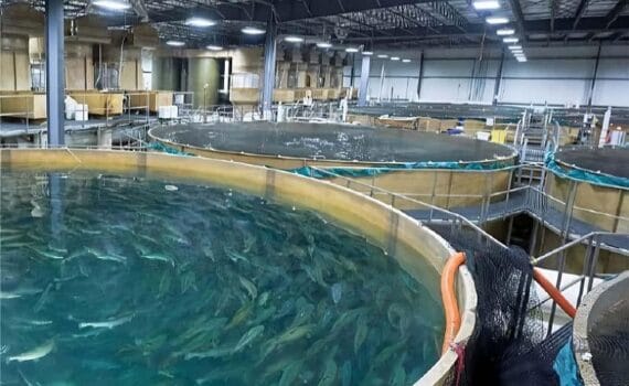 Cuando la tecnología se convierte en el “canto de las sirenas” de la inversión acuícola