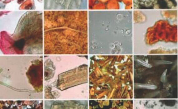 Evaluación de la calidad de ingredientes en alimentos balanceados por microscopia óptica ante el cambio climático