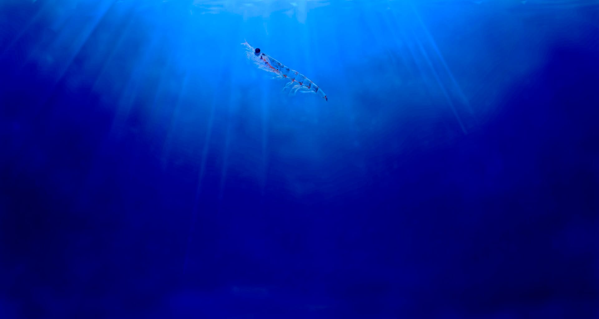La dieta a base de harina de krill contribuye a mejorar el rendimiento reproductivo de la tilapia del Nilo
