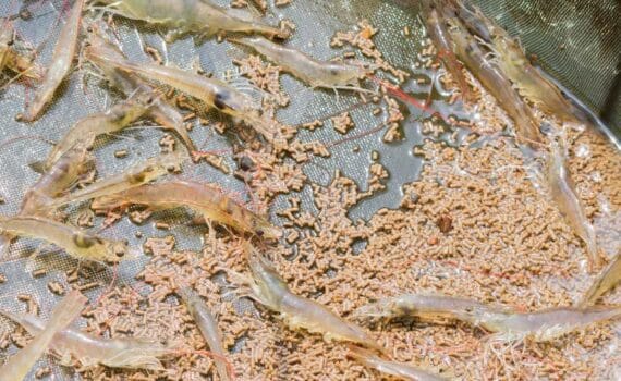 Niveles óptimos de harina de pescado y metionina en dietas, para juveniles de Litopenaeus vannamei, para el máximo rendimiento del crecimiento con eficiencia económica