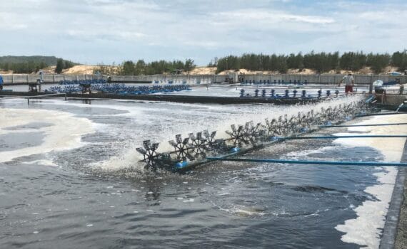 Efectos de las especies probióticas, aplicadas en el agua de los estanques de cría intensiva y en el tracto intestinal del camarón blanco del Pacífico, Litopenaeus vannamei