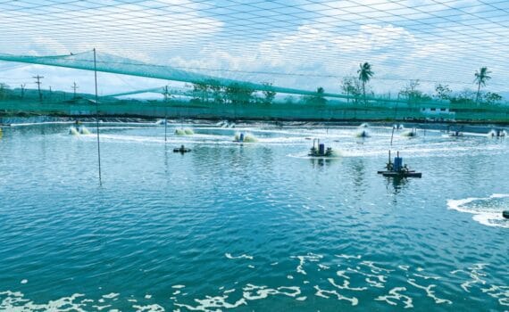 Suplementación alimentaria con una mezcla probiótica de Bacillus para el control de Vibrio patógenos en camarones cultivados