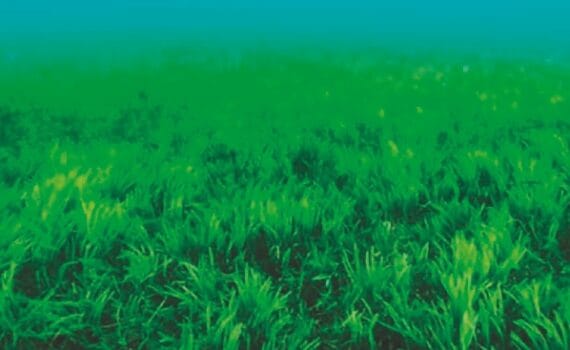 Carbono azul: ¿Qué es y cuál es su potencial para el financiamiento de la acuicultura?