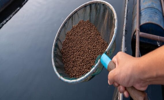 La importancia de la industria del rendering en América del Norte para la fabricación de alimentos acuícolas sostenibles