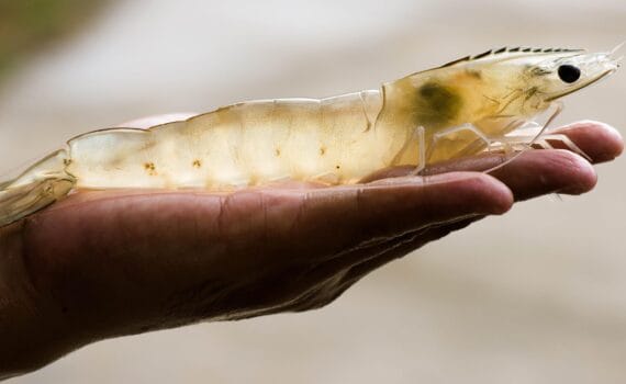 Entrevista exclusiva con Cargill®: Descubriendo AquaxcelTM Adapt, la innovación en nutrición para camarones