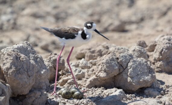 Cigüeña de cuello negro anidando en el bordo de un estanque de camarón. © Juanita Fonseca.