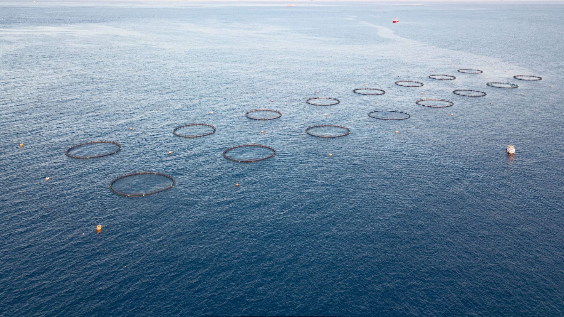 El Surgimiento de la Bioeconomía Azul