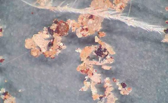 Evaluación de la calidad de ingredientes en alimentos balanceados, por microscopia óptica, ante el cambio climático (Parte 2)
