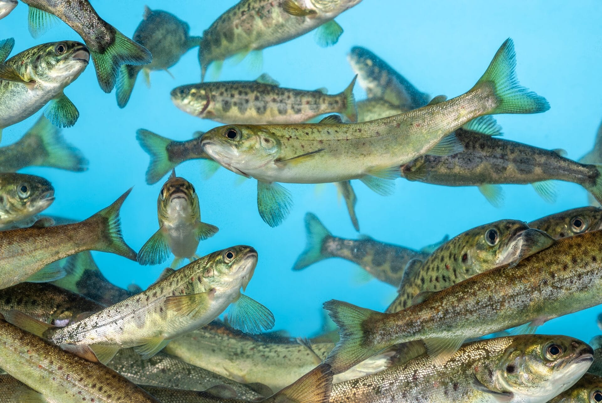 AGROVET reactiva en Chile comercialización de Aqualife-Formalina® de Syndel