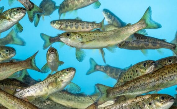 AGROVET reactiva en Chile comercialización de Aqualife-Formalina® de Syndel