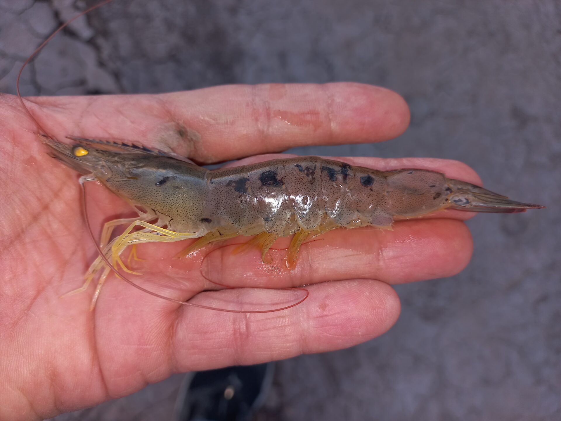 Camarón con melanización (Fuente: Biofloc®).