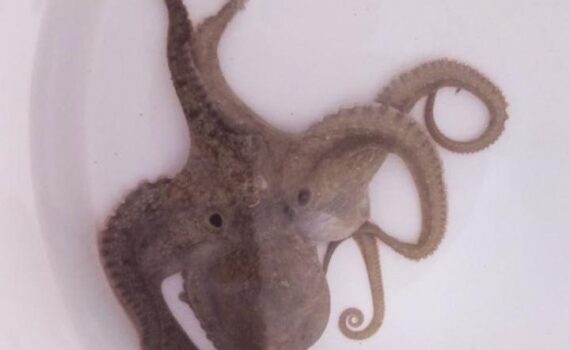 Cortesía: Hilda Sánchez y Fernando Ruíz.