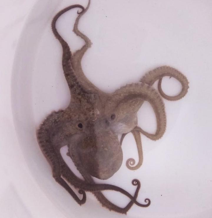 Cortesía: Hilda Sánchez y Fernando Ruíz.