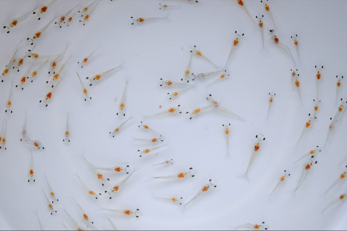Postlarvas de camarón blanco (Litopenaeus vannamei) — imagen representativa de la producción larvaria en México