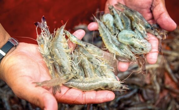 Manos sosteniendo camarones cosechados en una granja acuícola