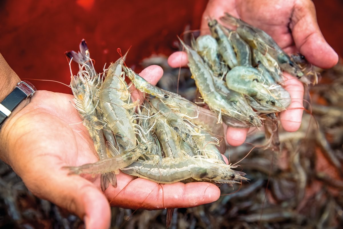 Manos sosteniendo camarones cosechados en una granja acuícola