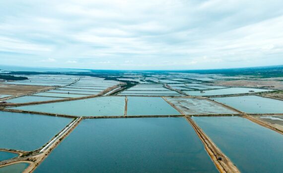 Vista aérea de piscinas camaroneras de escala comercial en un complejo de cultivo