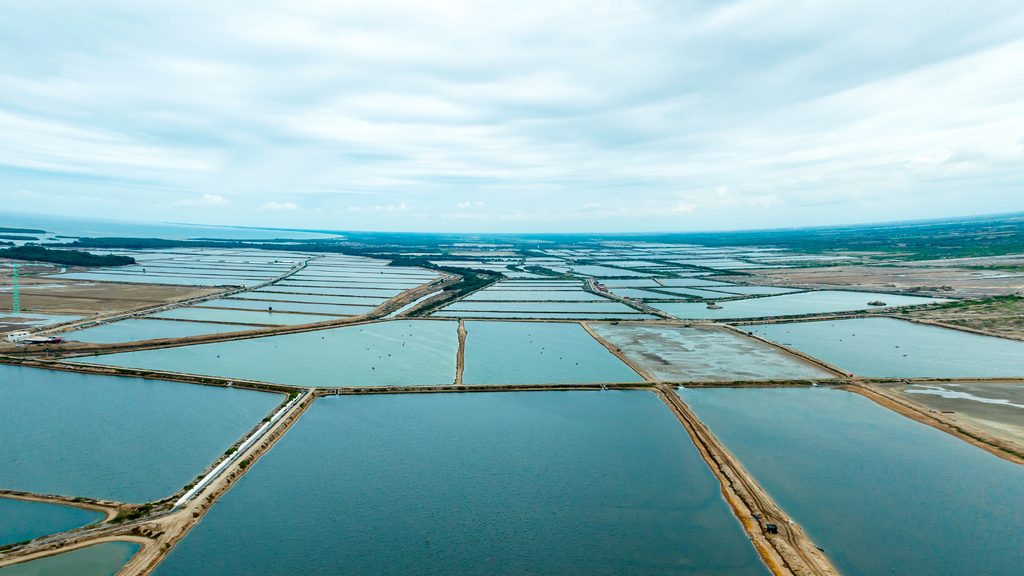 Vista aérea de piscinas camaroneras de escala comercial en un complejo de cultivo